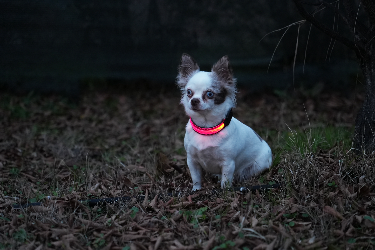 Pettorina LED: La Soluzione Perfetta per la Sicurezza del Tuo Cane