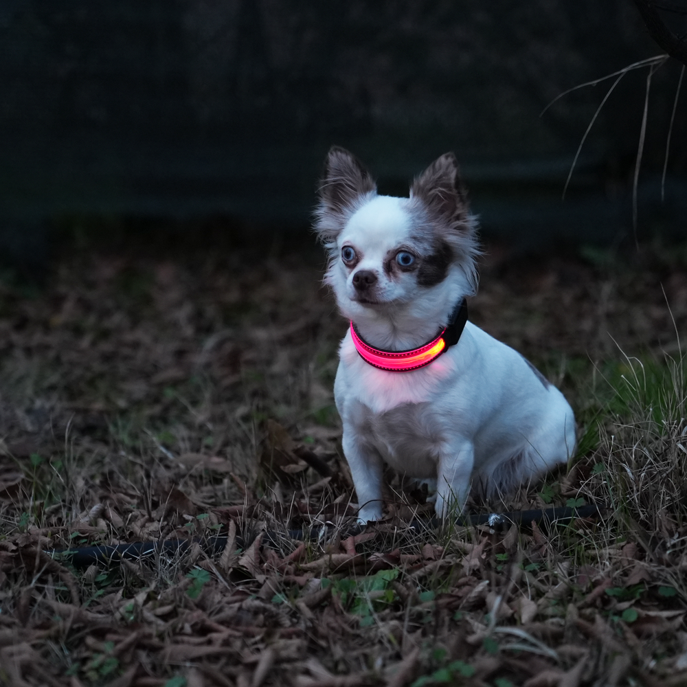 Pettorina LED: La Soluzione Perfetta per la Sicurezza del Tuo Cane
