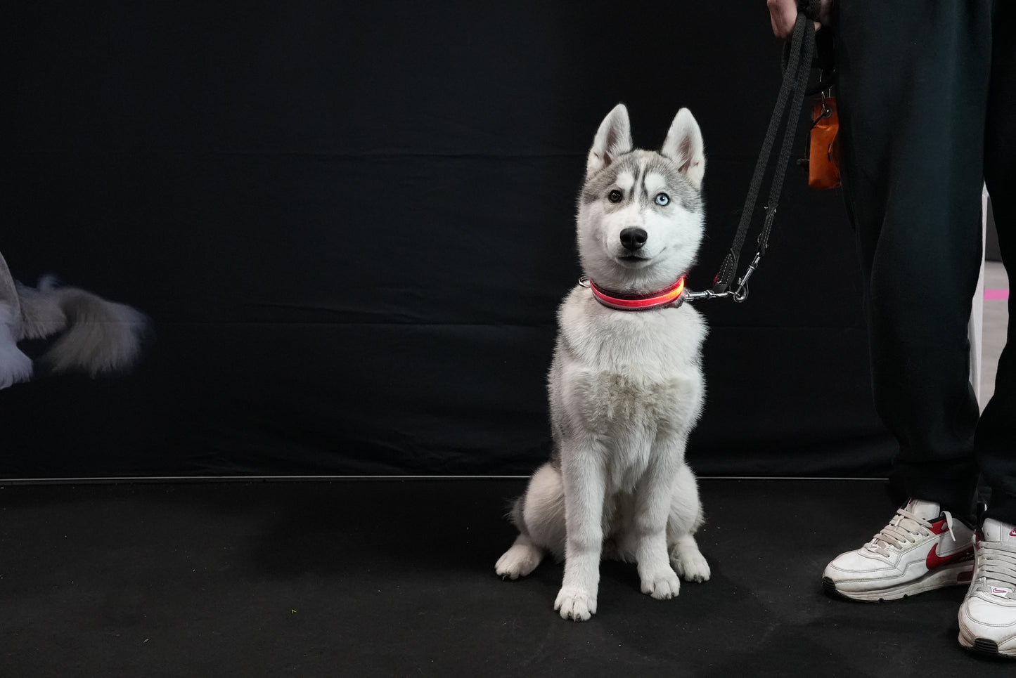 Fiera Quattrozampe a Roma 2023: Pettyitalia Presenta i Collari LED per la Sicurezza del Tuo Cane