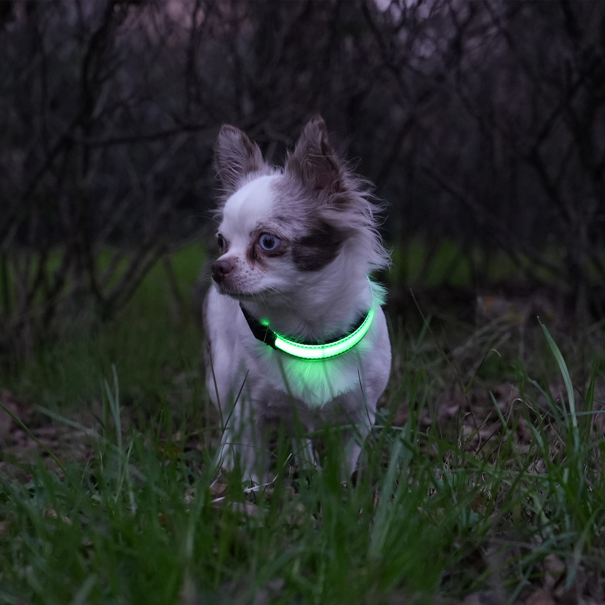 Led