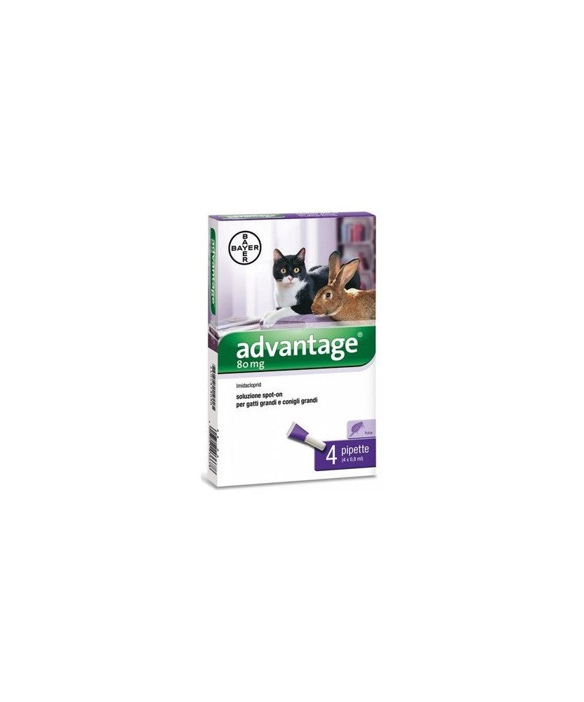 Advantage 80 mg spot-on for large cats and large pet rabbits